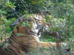 Tiergarten Schönbrunn am 20.10.2025
